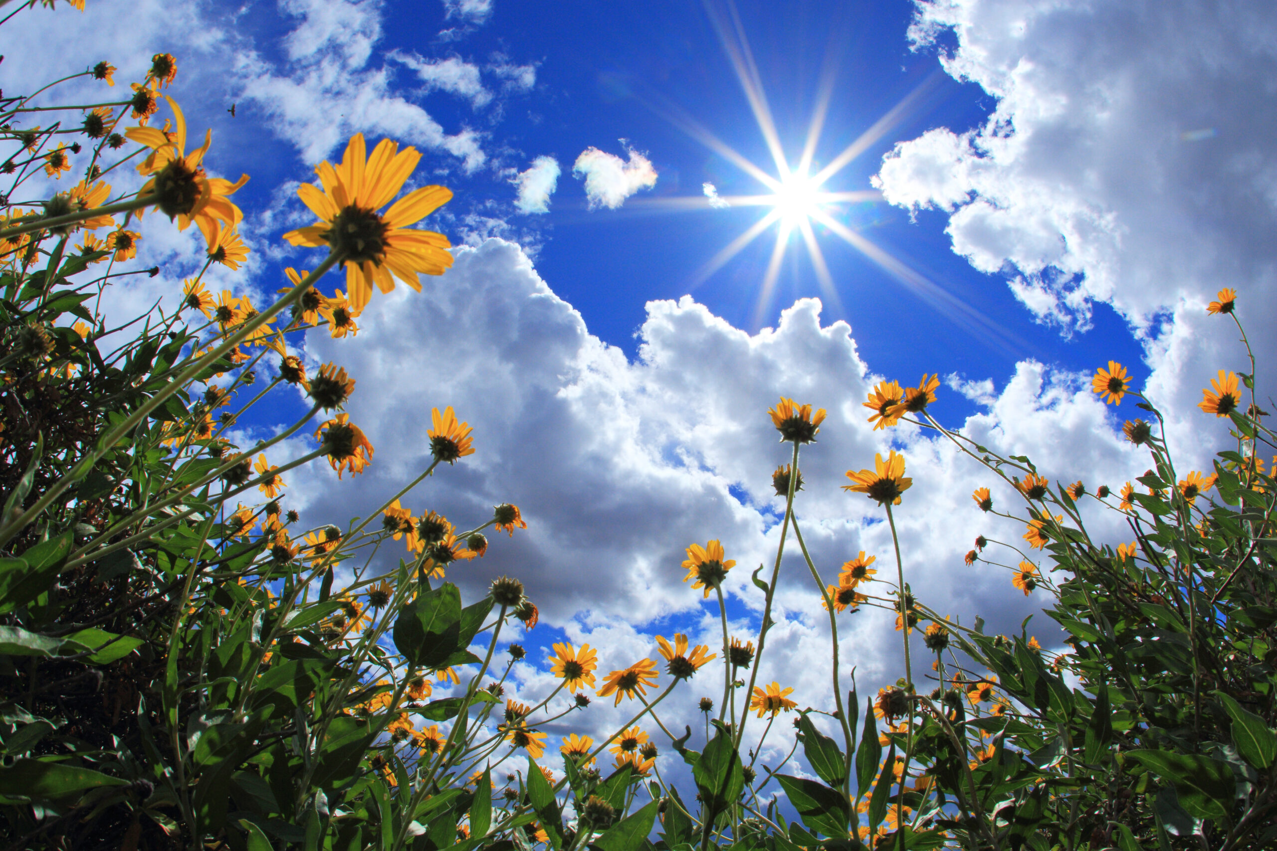 vitamin D